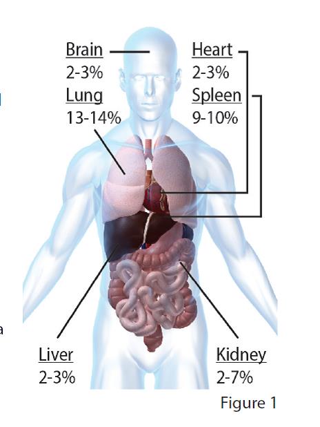 Ox_body_conc.jpg Ox_body_conc.jpg
